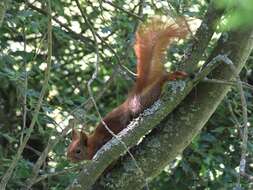 Image de Sciurus subgen. Sciurus Linnaeus 1758