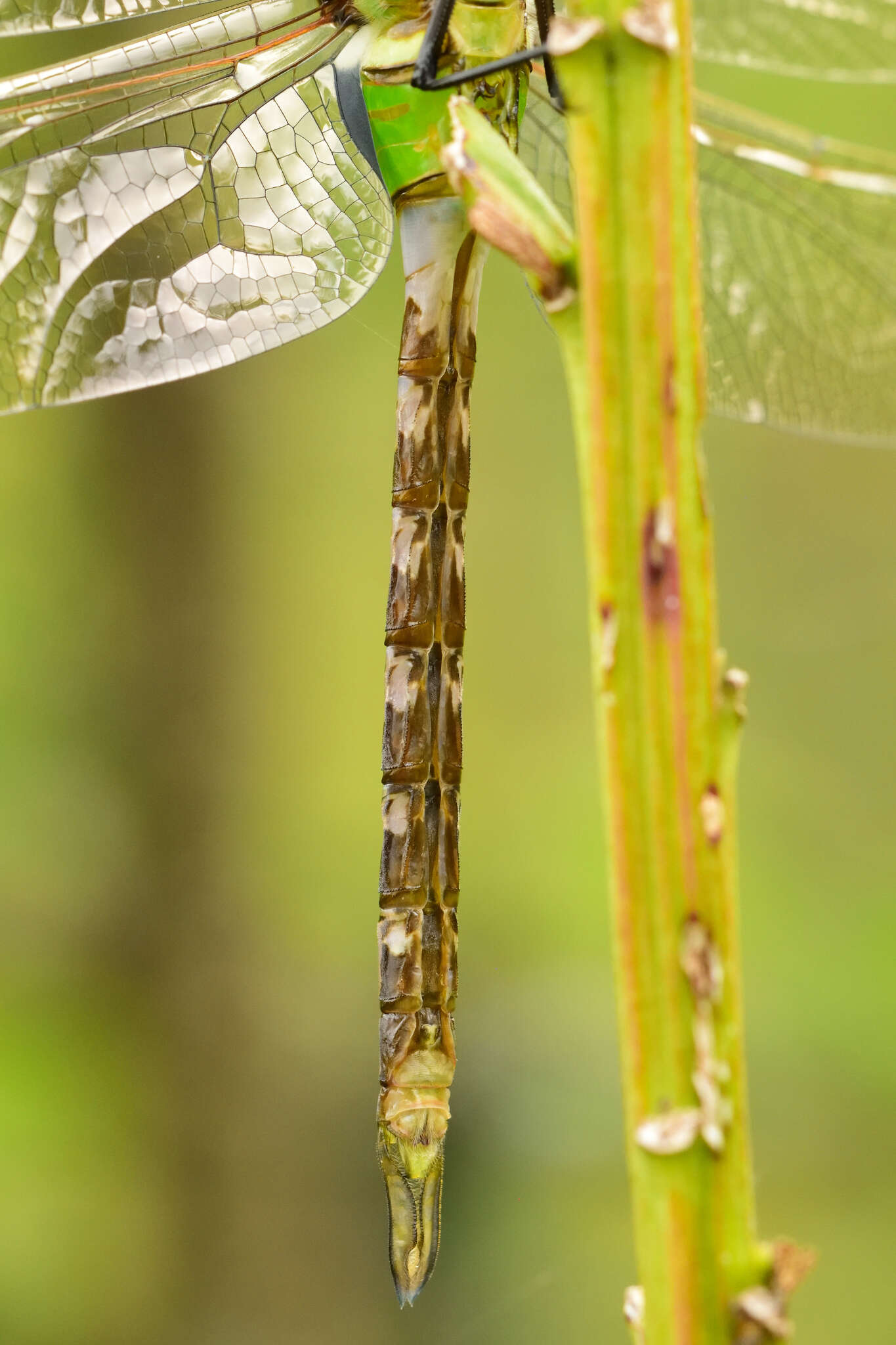 Image of Amazon Darner