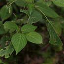 Strobilanthes diandra (Nees) Alston resmi