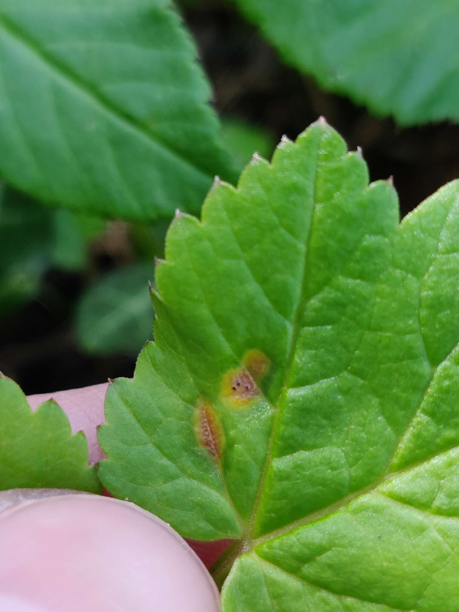 Imagem de Puccinia aegopodii (Schumach.) Link 1817