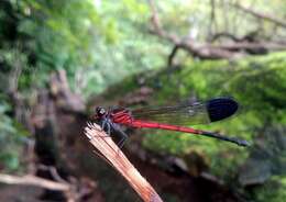 Image of Euphaea thosegharensis