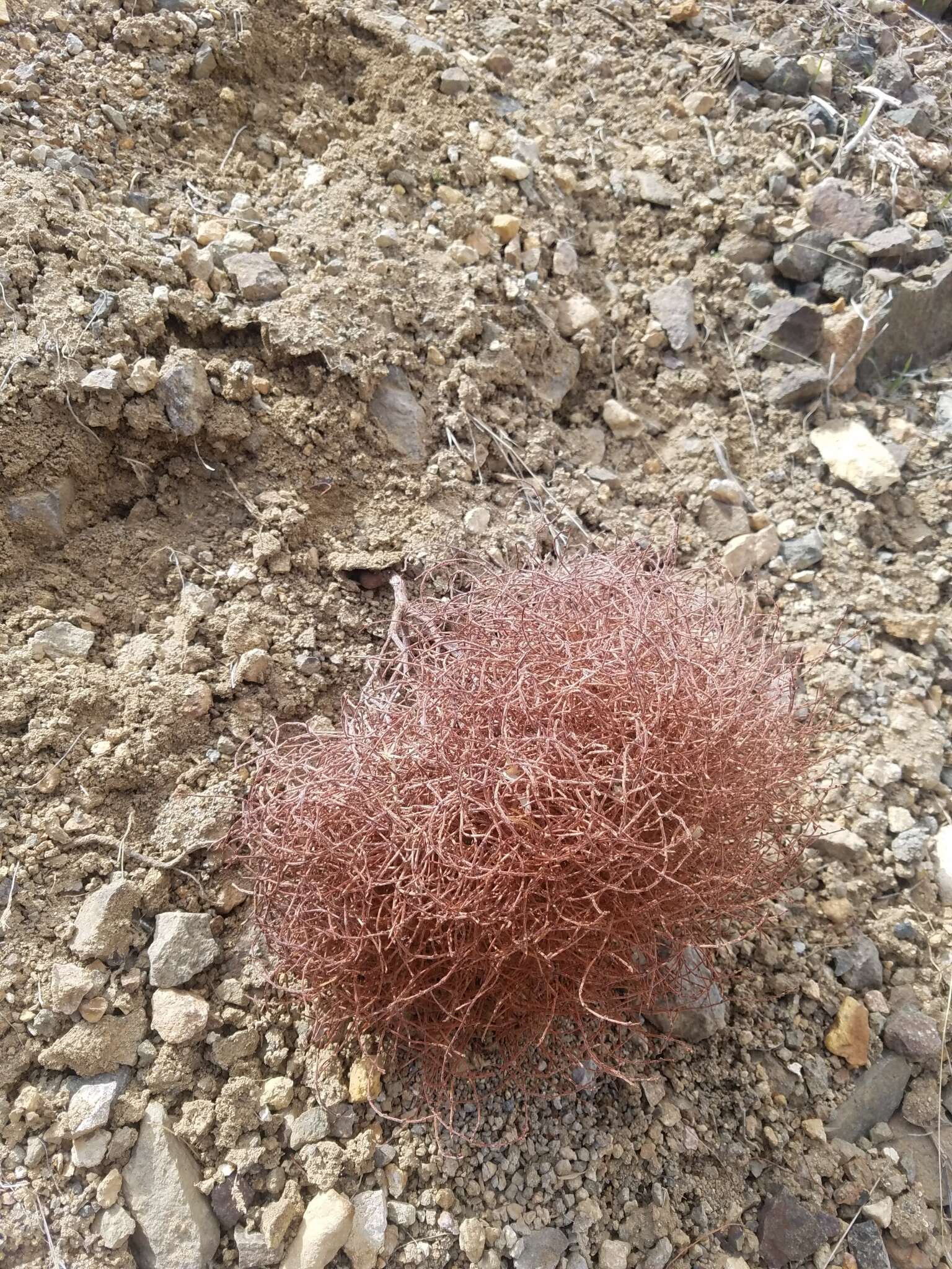 Image of birdnest buckwheat