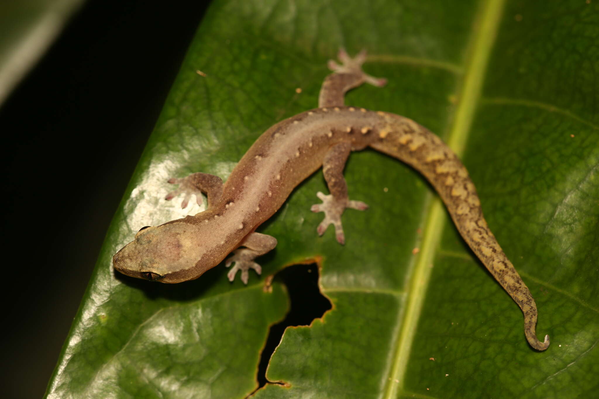 Image of Dierogekko nehoueensis Bauer, Jackman, Sadlier & Whitaker 2006