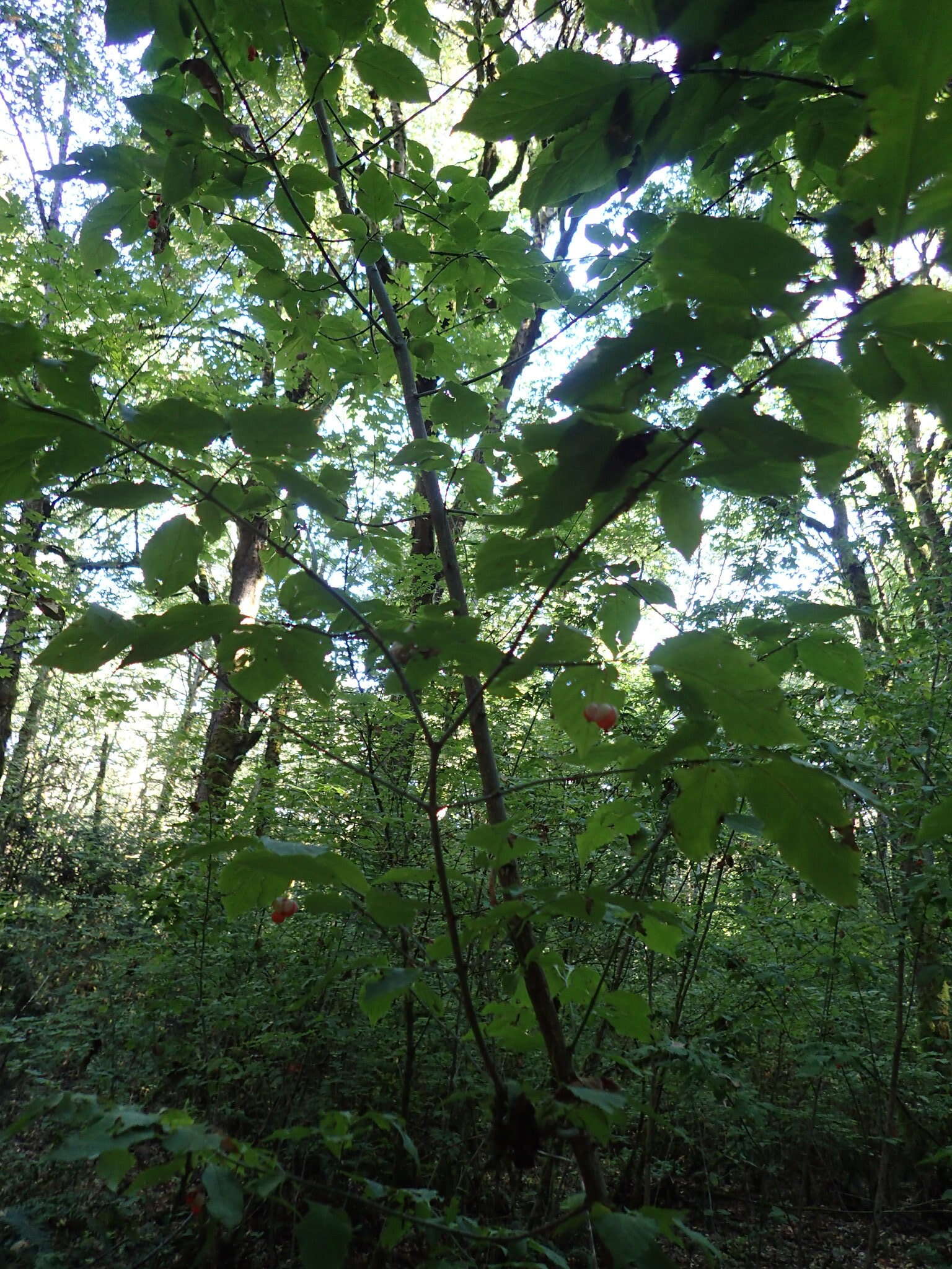 Image of western burning bush