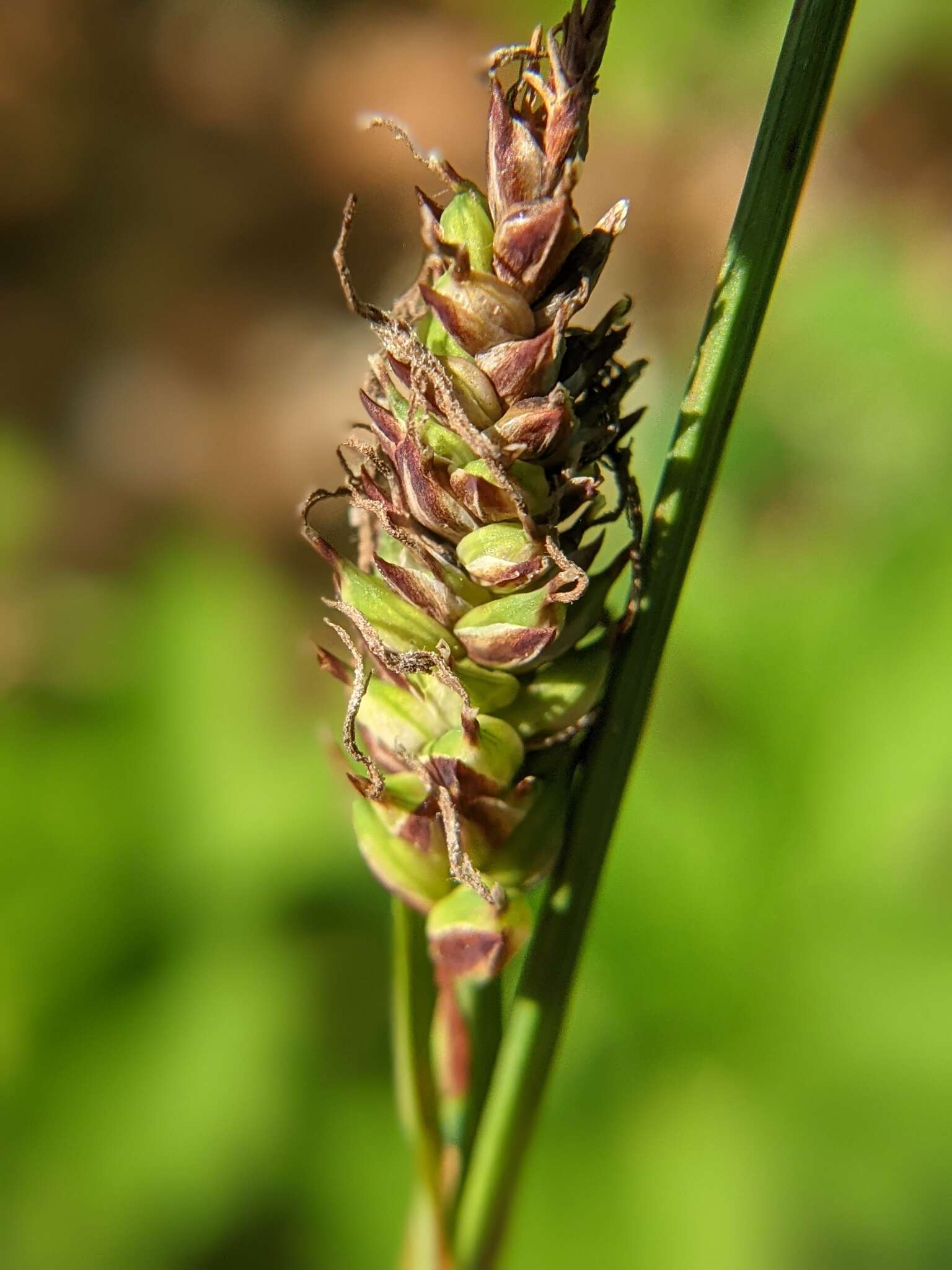 Image of variable sedge