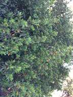 Image of White Mangroves