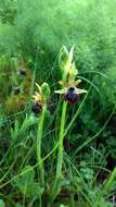 Image of Early spider orchid