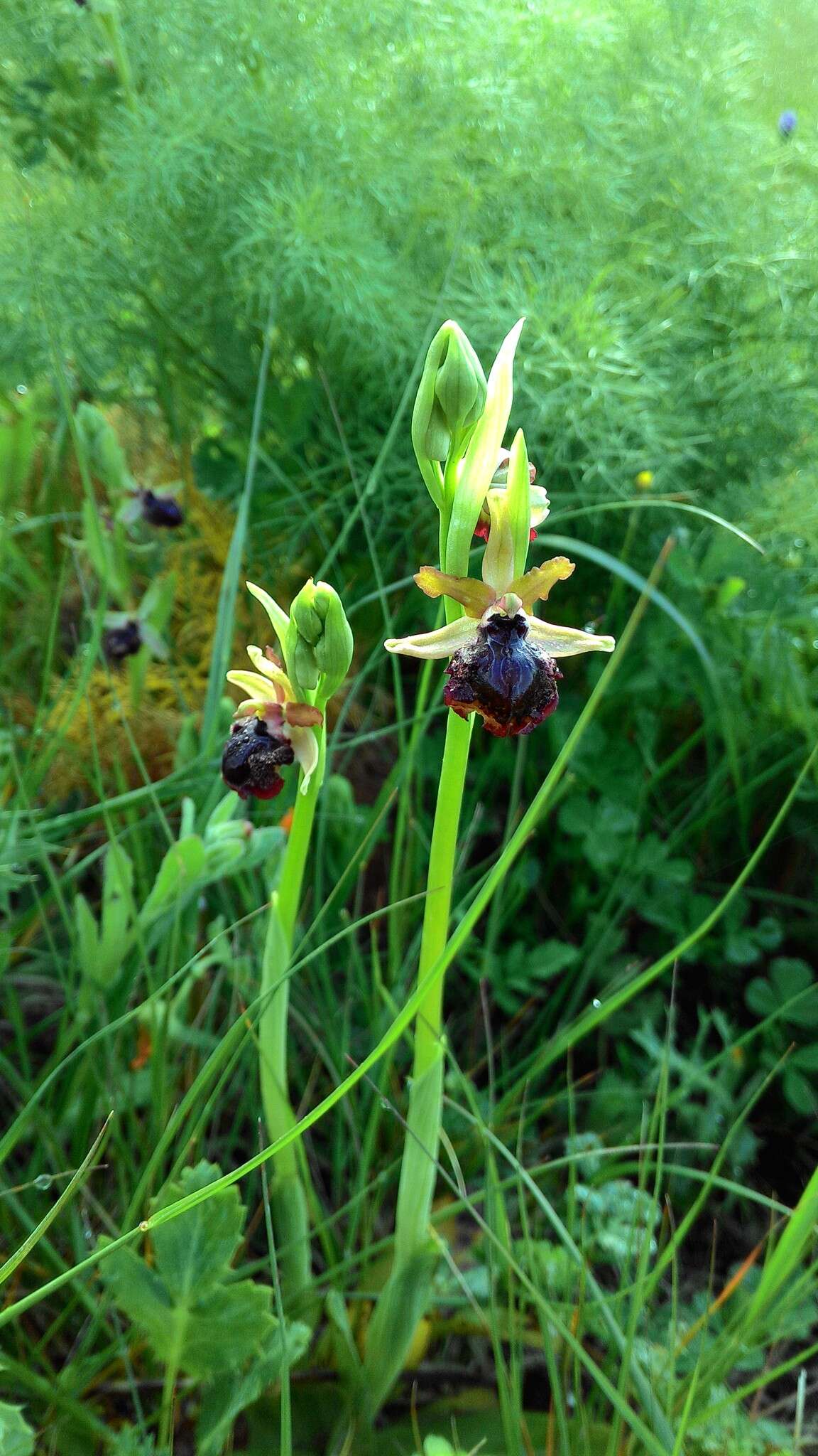 Image of Early spider orchid