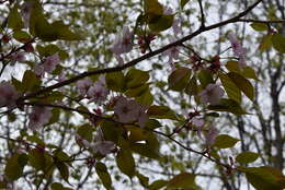 Image de Prunus sargentii Rehd.