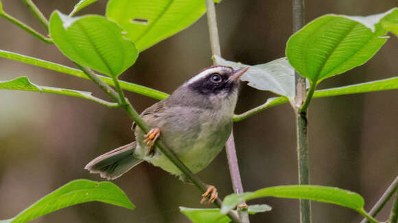 Image of Black-cheeked Warbler