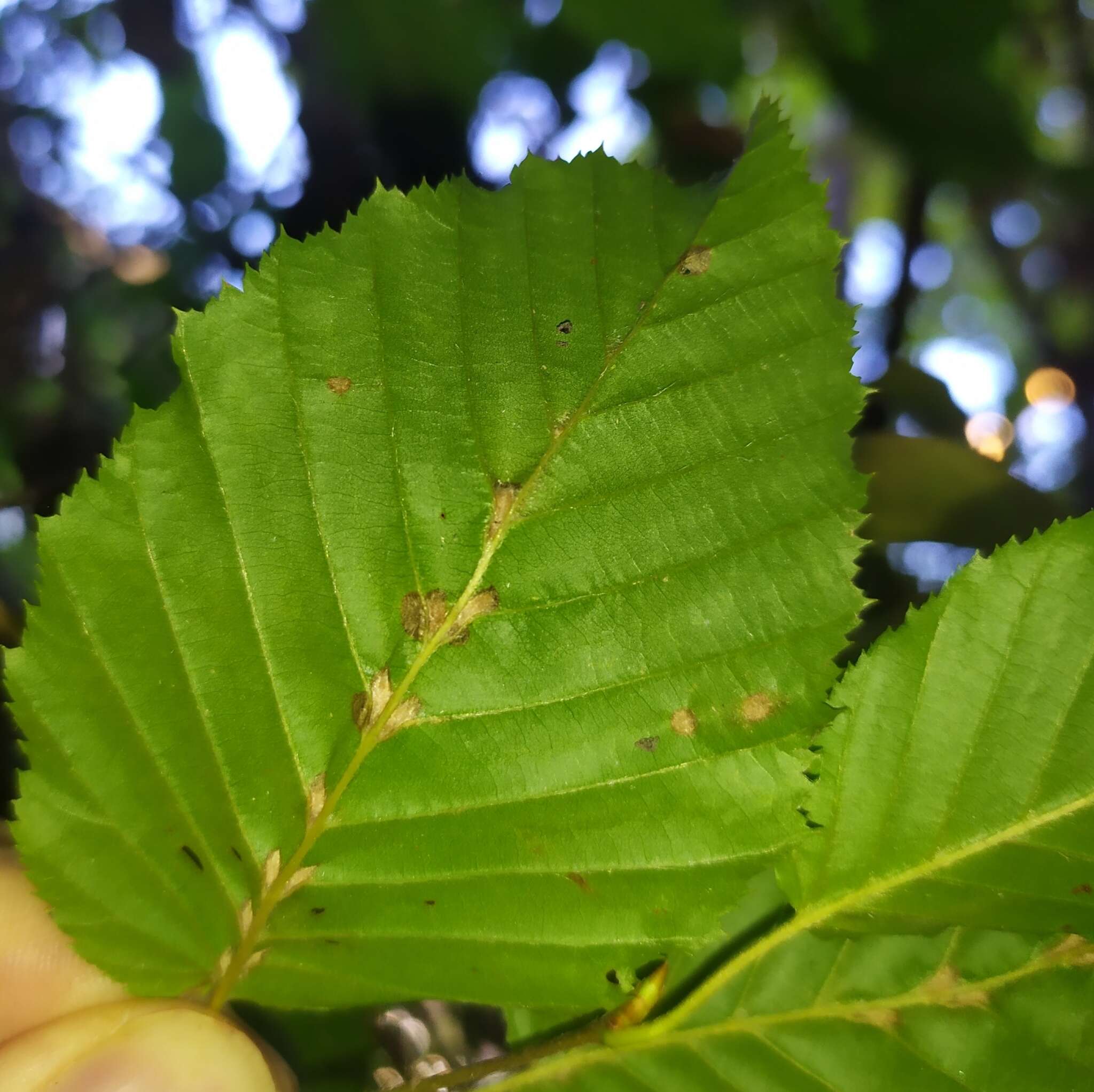 Image of <i>Aceria tenella</i>