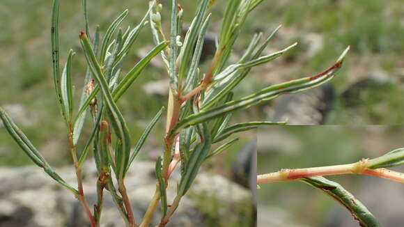 Image de Persicaria angustifolia (Pall.) Ronse Decraene