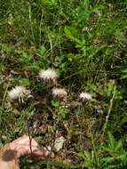 Image of Carlina biebersteinii Bernh. ex Hornem.