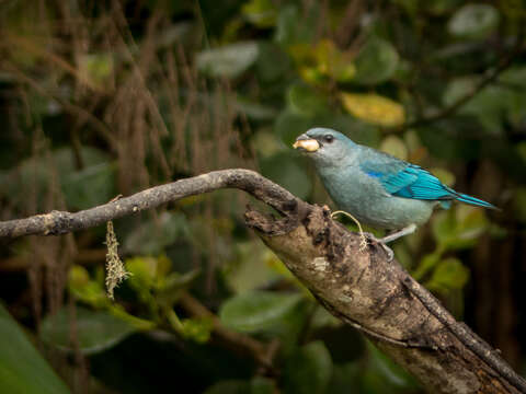 Image of Azure-shouldered Tanager