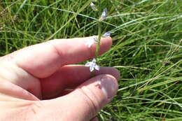 Image of pale lobelia