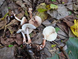 Plancia ëd Leucoagaricus pilatianus (Demoulin) Bon & Boiffard 1976