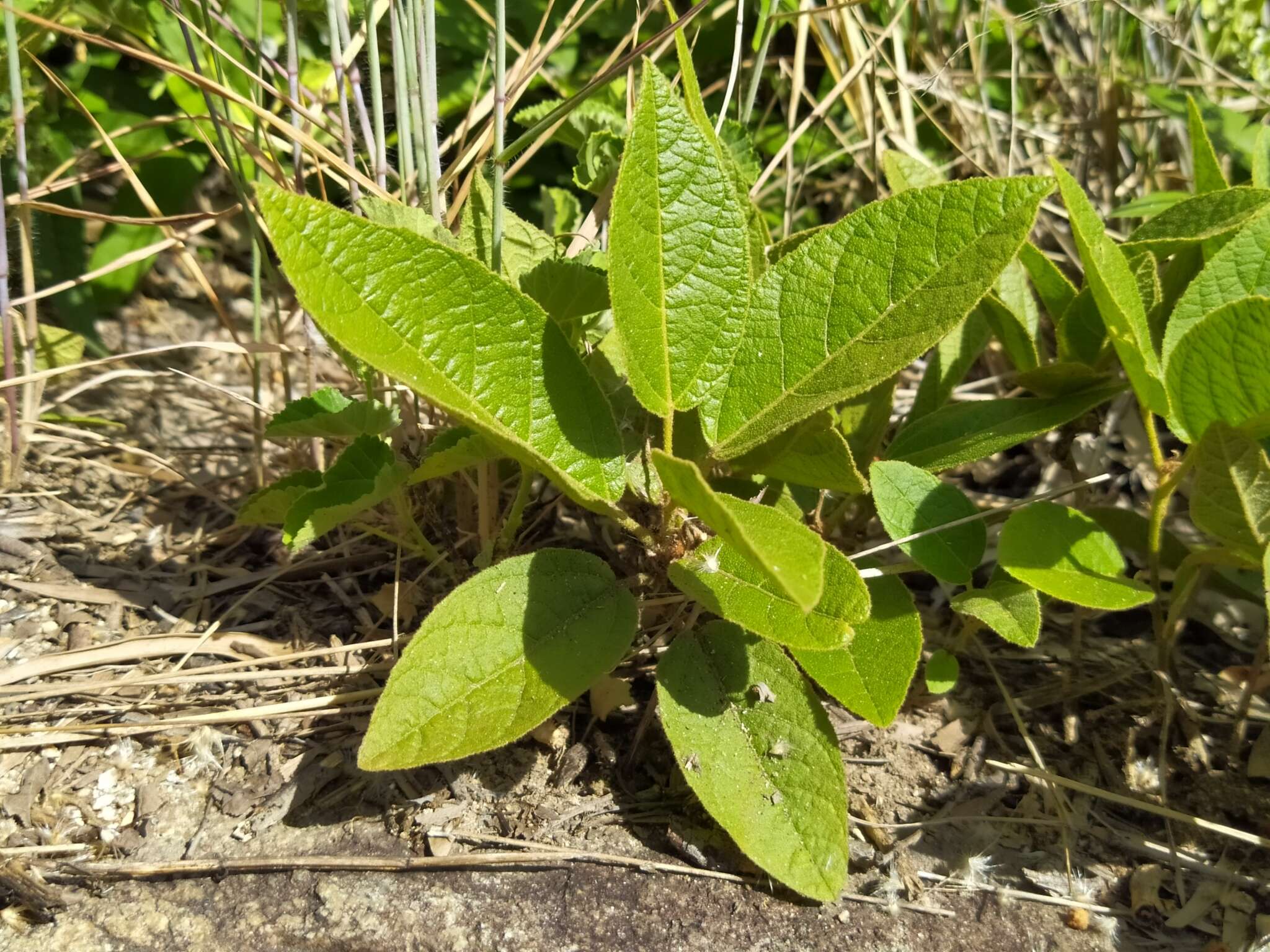 Image of Croton crassifolius Geiseler