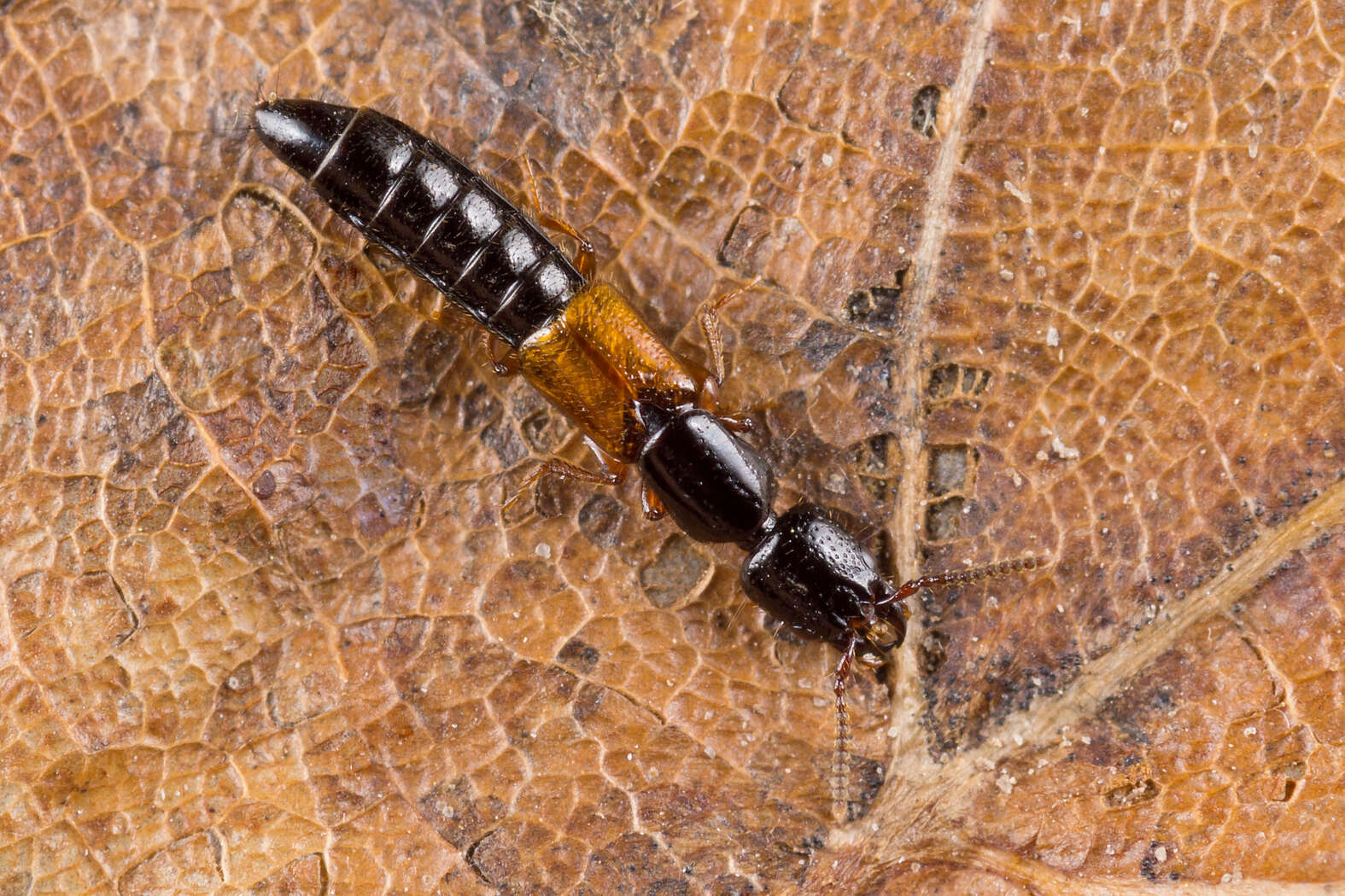 Image of Nudobius lentus (Gravenhorst 1806)