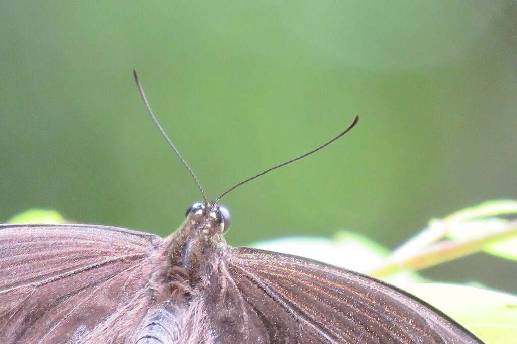 Imagem de Papilio fuscus Goeze 1779