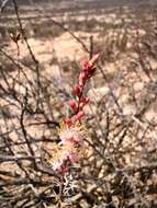 Imagem de Fouquieria burragei Rose