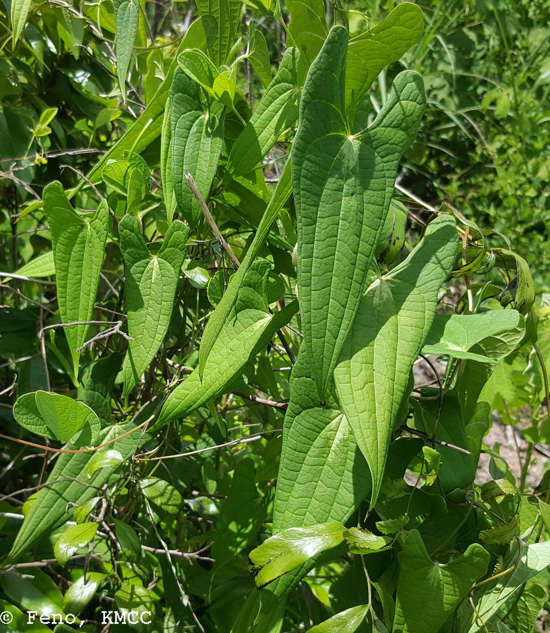 Image of Dioscorea seriflora Jum. & H. Perrier