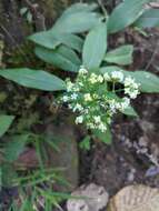 Image of Dimetia scandens (Roxb.) R. J. Wang