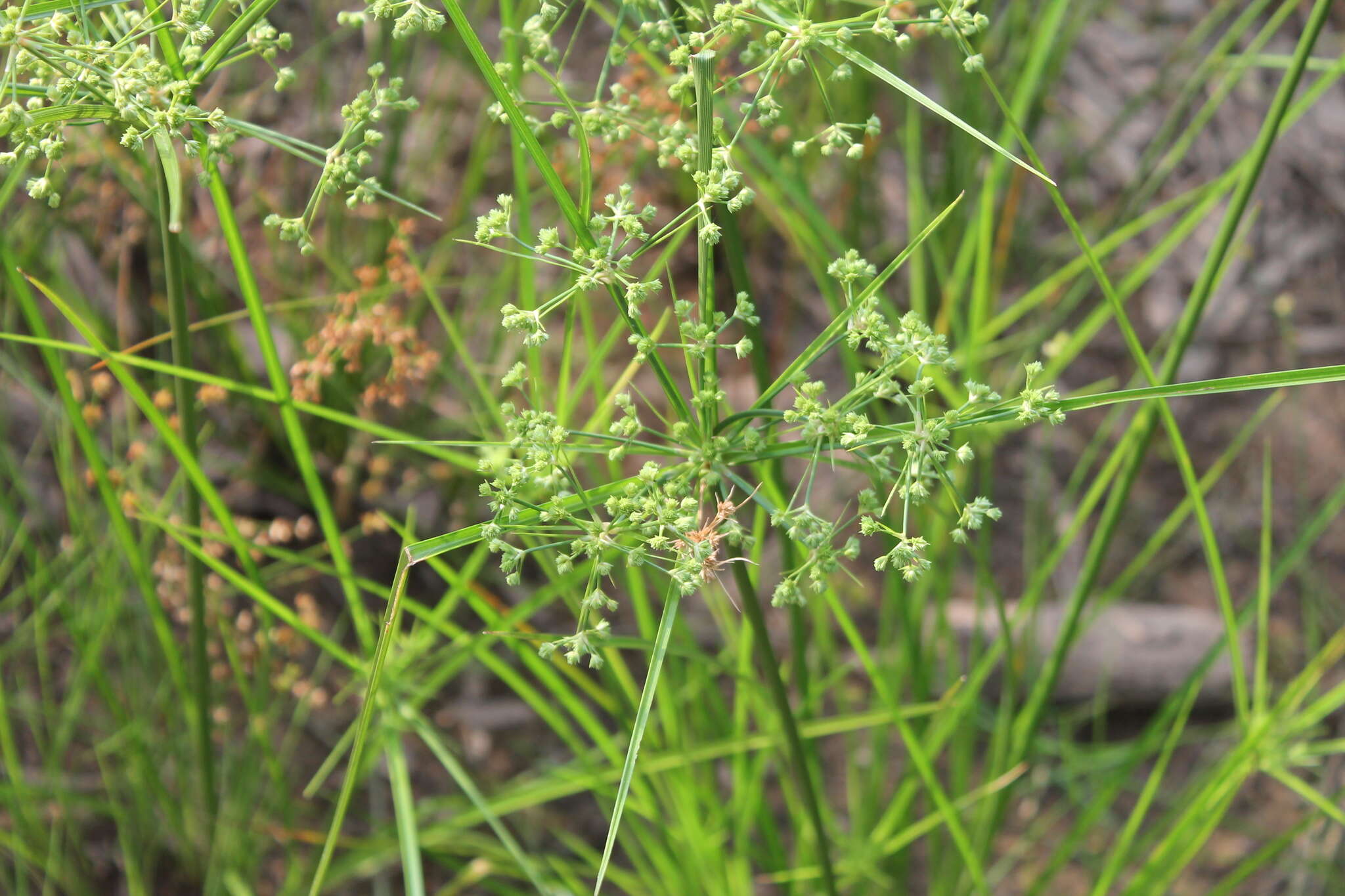 Image of Marsh Flat Sedge