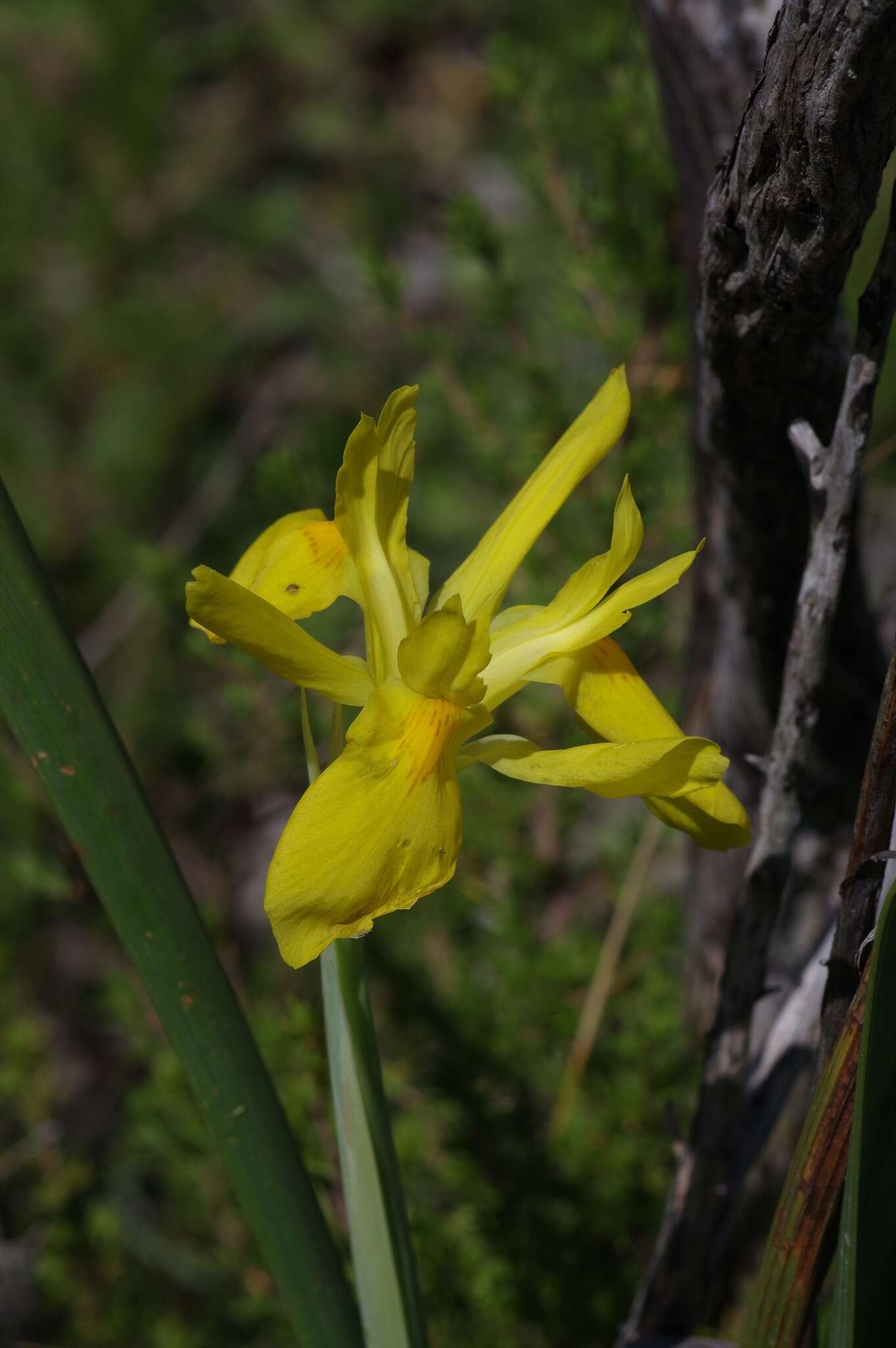 Plancia ëd Moraea reticulata Goldblatt