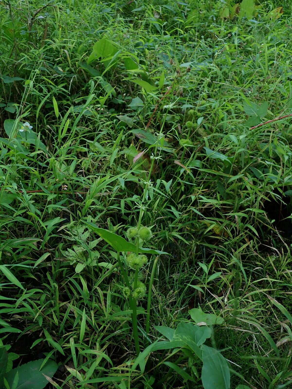 Imagem de Sagittaria australis (J. G. Sm.) Small