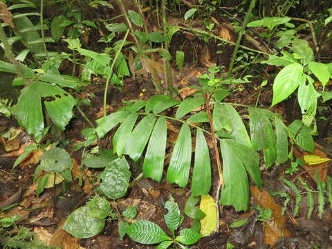 Image of Aiphanes erinacea (H. Karst.) H. Wendl.