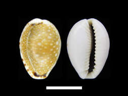 Image of Naria labrolineata (Gaskoin 1849)