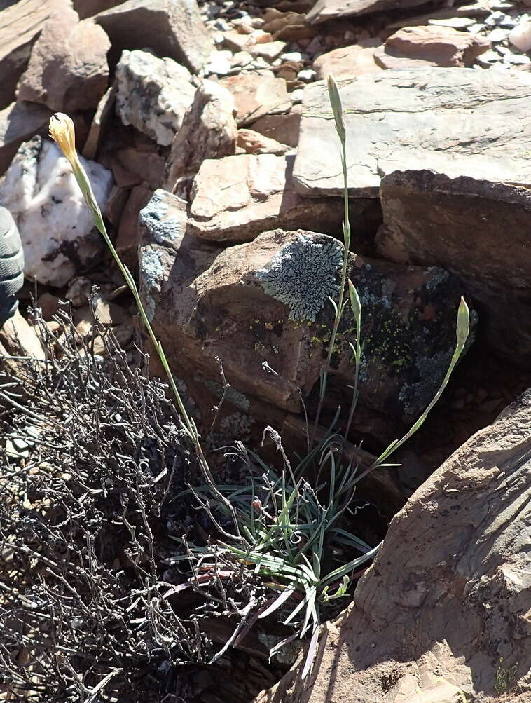 Image of Dianthus namaensis Schinz