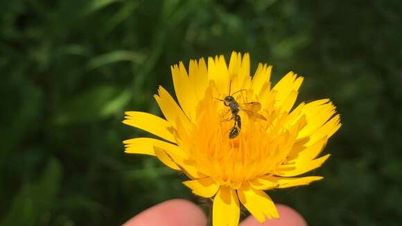 صورة Chelostoma philadelphi (Robertson 1891)