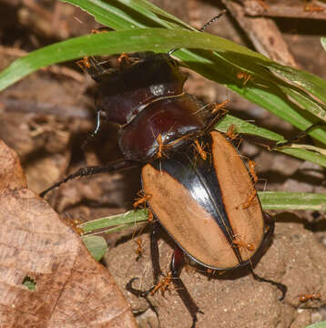 Image of Odontolabis cuvera cuvera