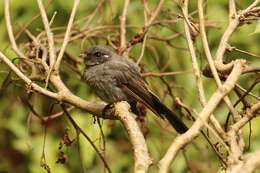 Image of Samoan Fantail