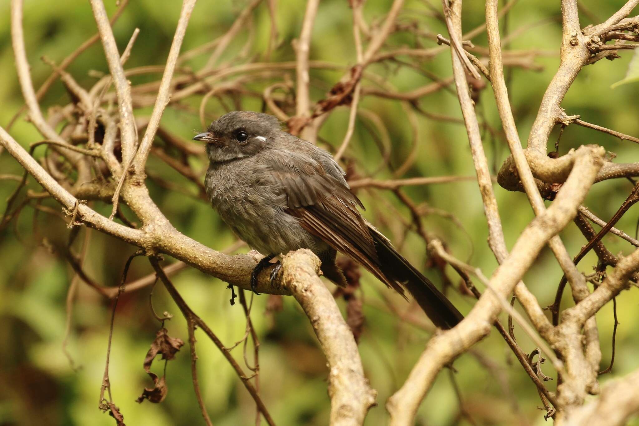 Image of Samoan Fantail