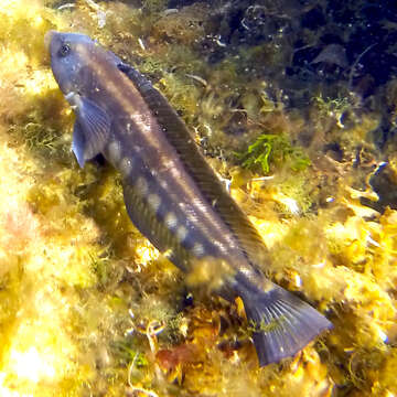 Image of Brazilian sandperch