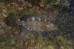 Image of Comb Grouper