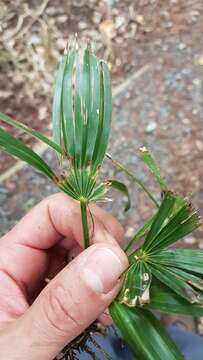 Image of Chinese windmill palm