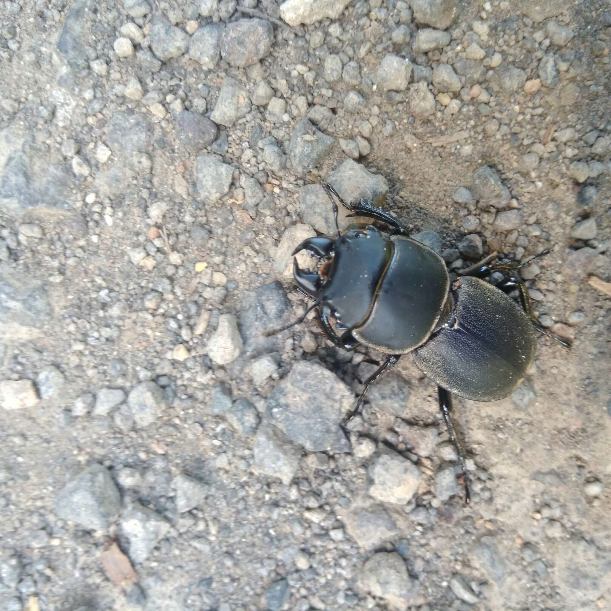 Слика од Apterodorcus bacchus (Hope 1845)