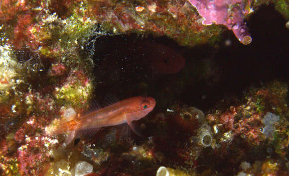 Image of Pudgy pygmygoby