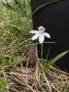 Image of Caladenia lyallii Hook. fil.