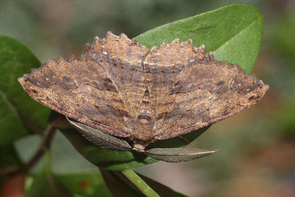 Image of Menophra maderae Bethune-Baker 1891