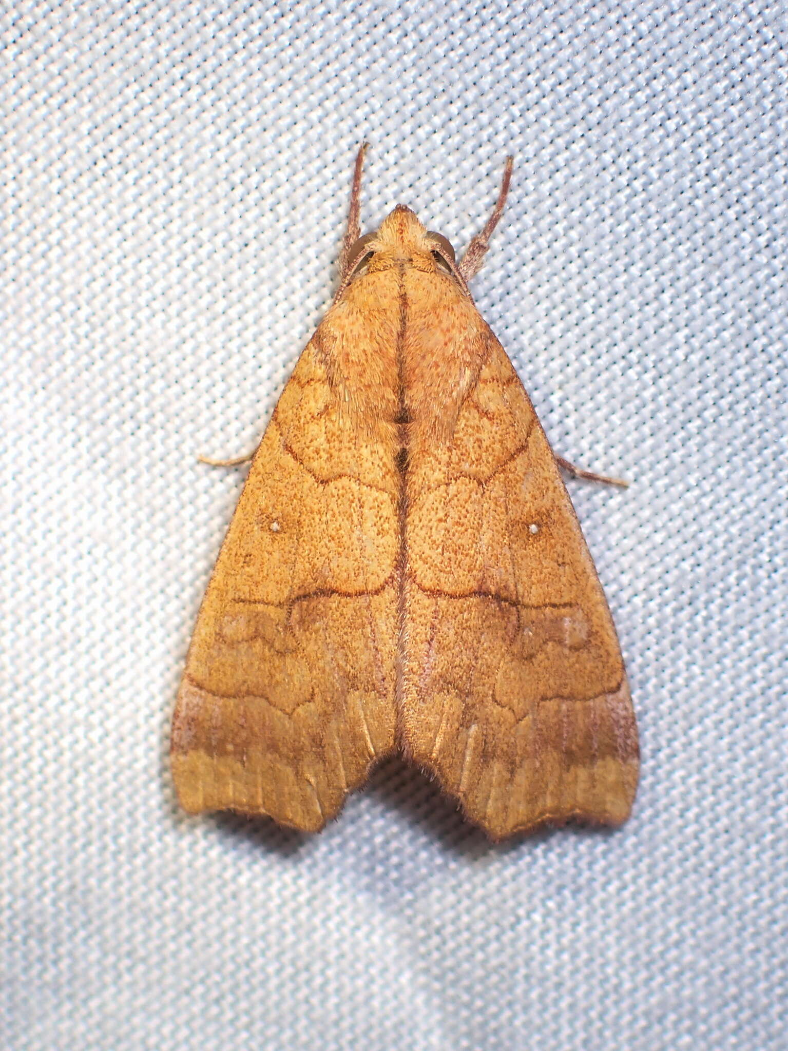 Image of Yellow Scallop Moth