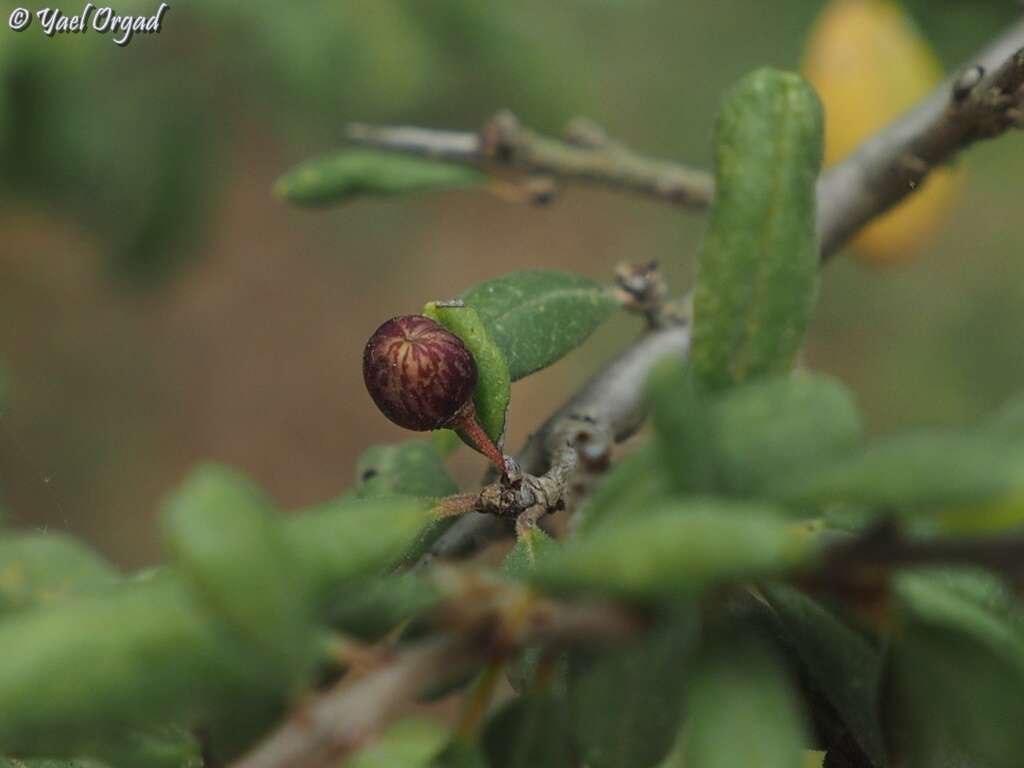 Image of Rhamnus punctatus Boiss.