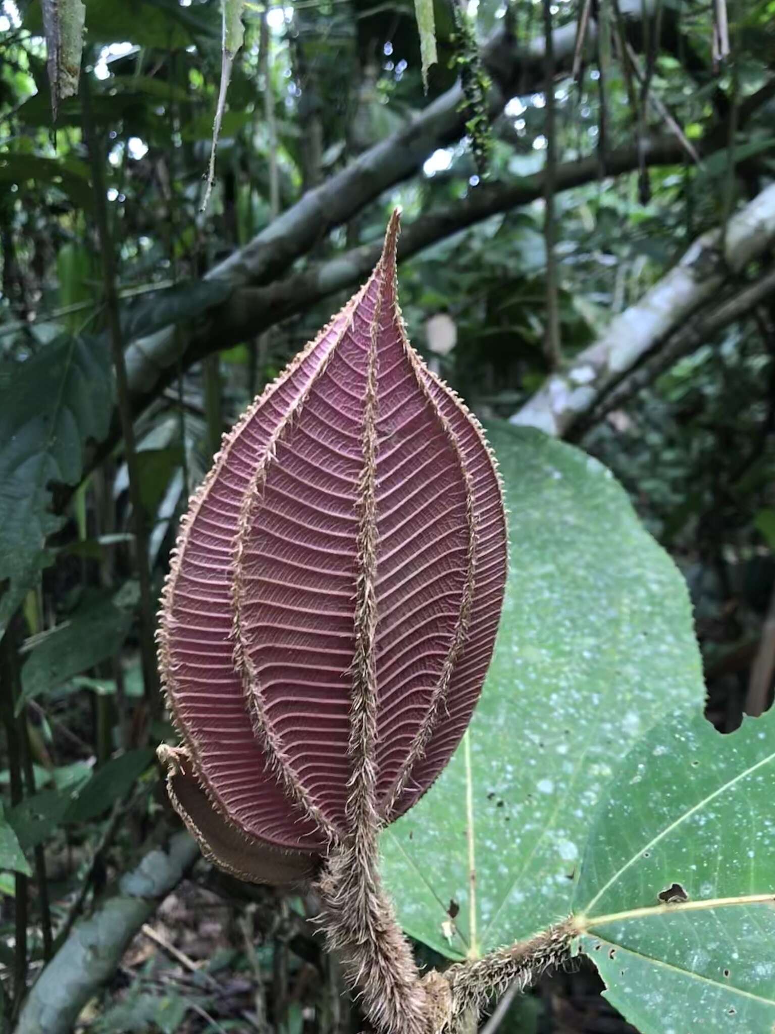 Image of Miconia paleacea Cogn.