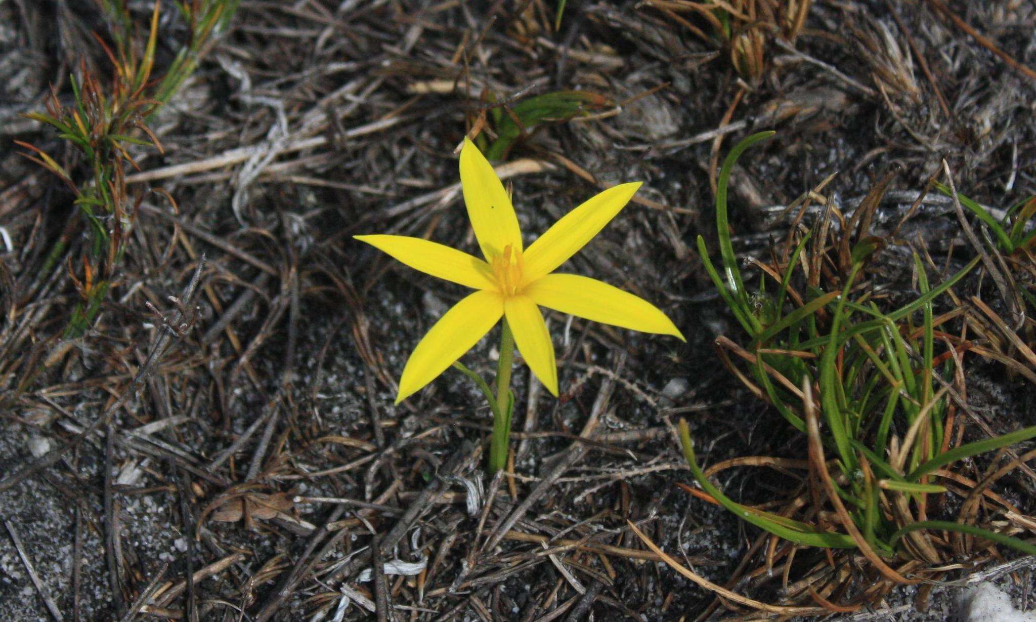 Image of Autumn Golden Star
