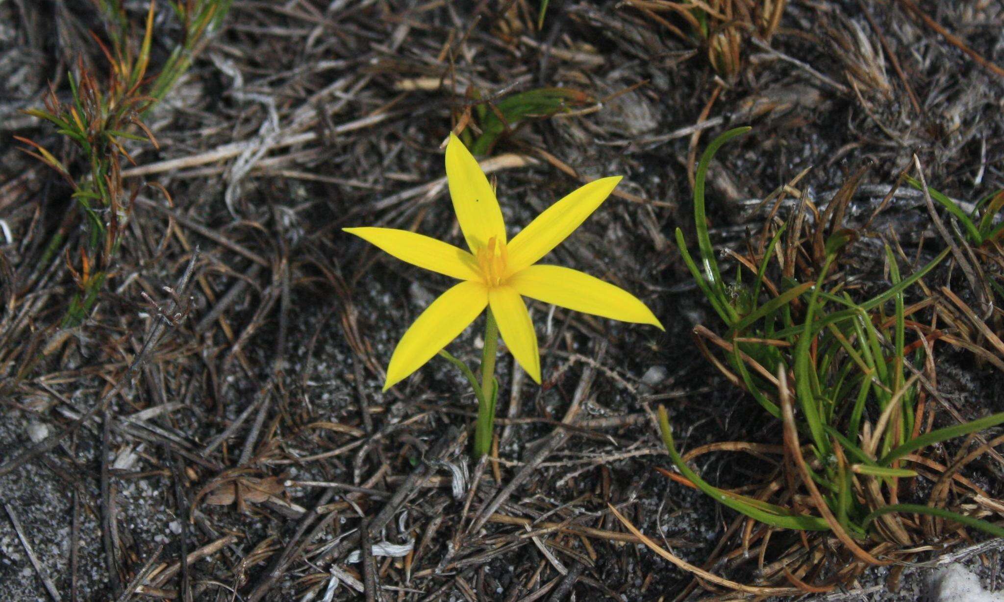 Image of Autumn star