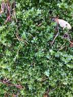 Image of many-fruited thyme-moss