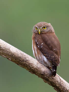 Imagem de Glaucidium griseiceps Sharpe 1875